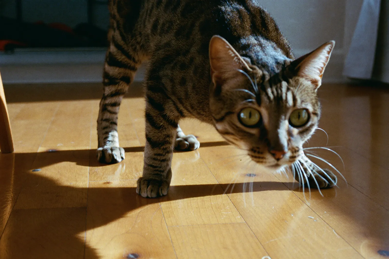 A tabby cat crouched on a sunlit wooden floor, eyes wide, about to pounce