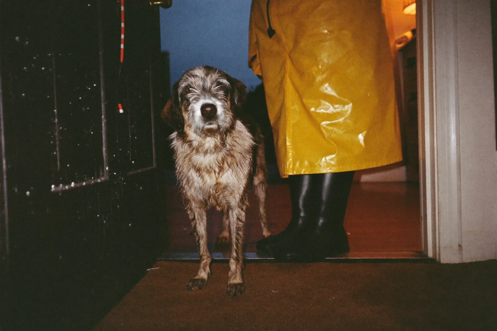 A scruffy dog with muddy paws on a doormat beside a person in a yellow rain slicker