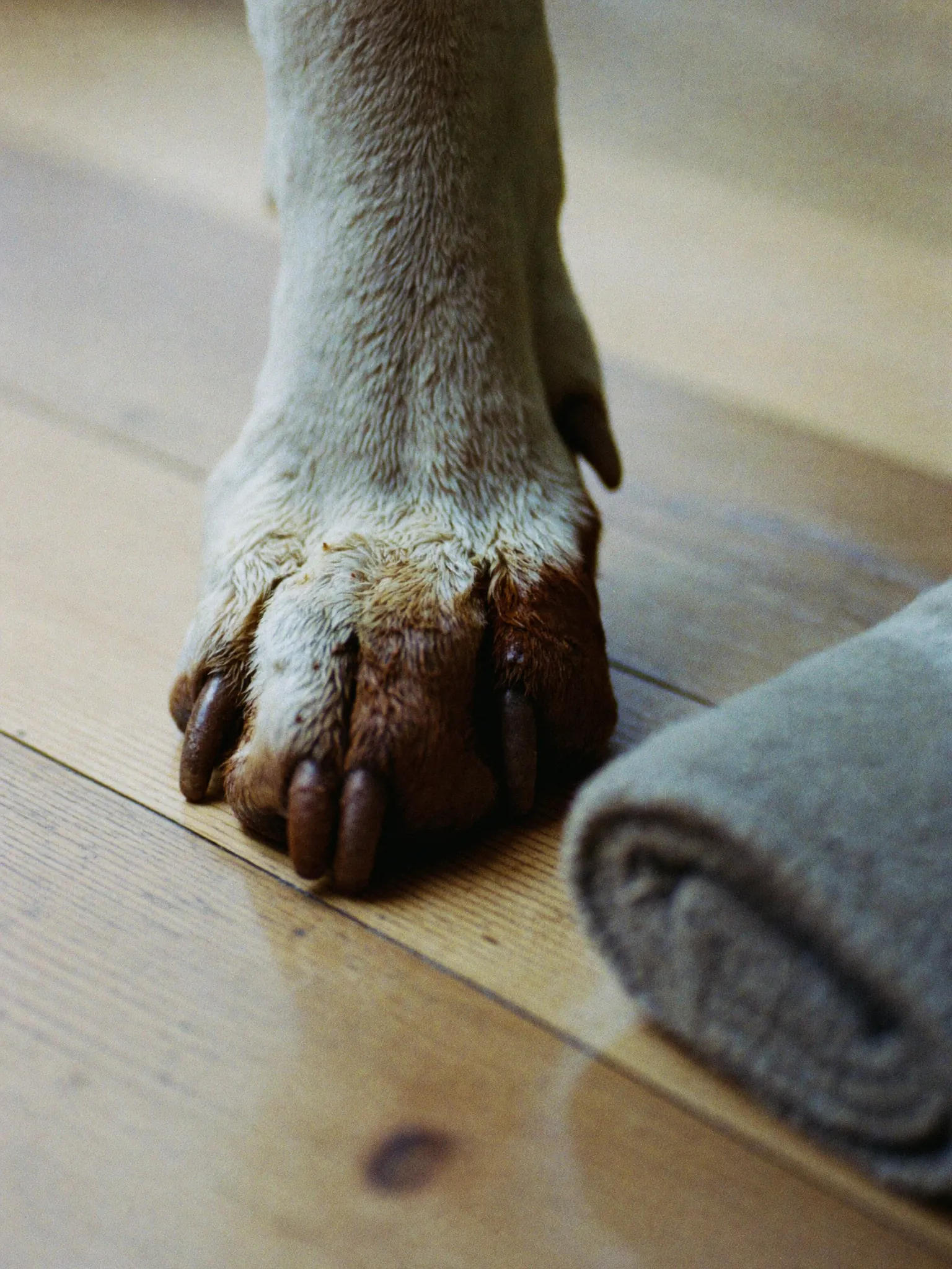 A dog's front paw caked in wet mud on a pale oak floor, next to a folded towel