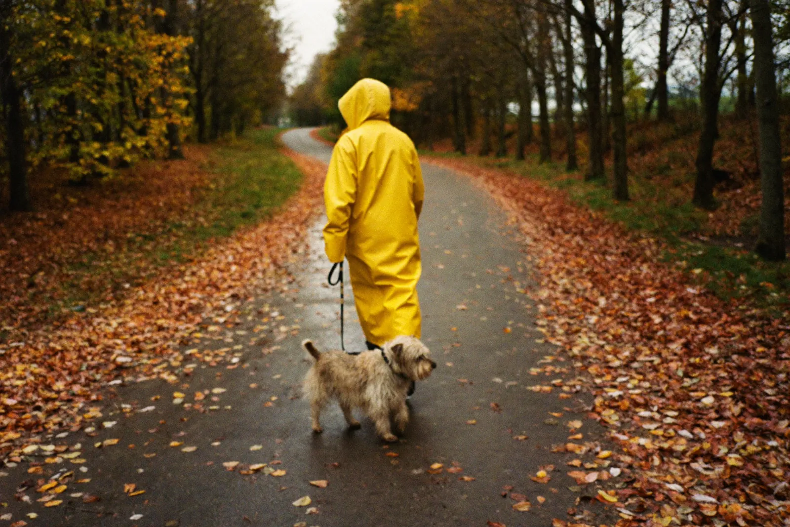 A person in a yellow raincoat walking a scruffy terrier down a wet autumn path