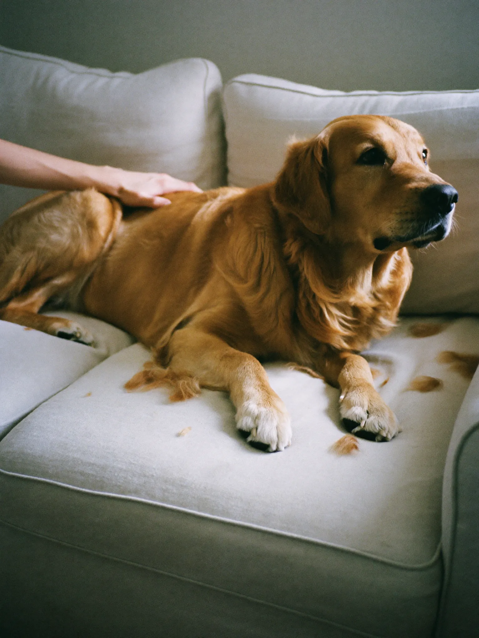 A golden retriever on a cream sofa with tufts of shed fur on the cushions